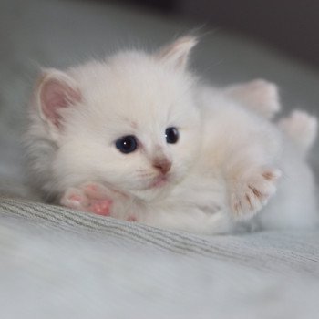 chaton Ragdoll La Chatterie de Clénatal