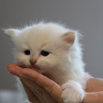 chaton Ragdoll La Chatterie de Clénatal