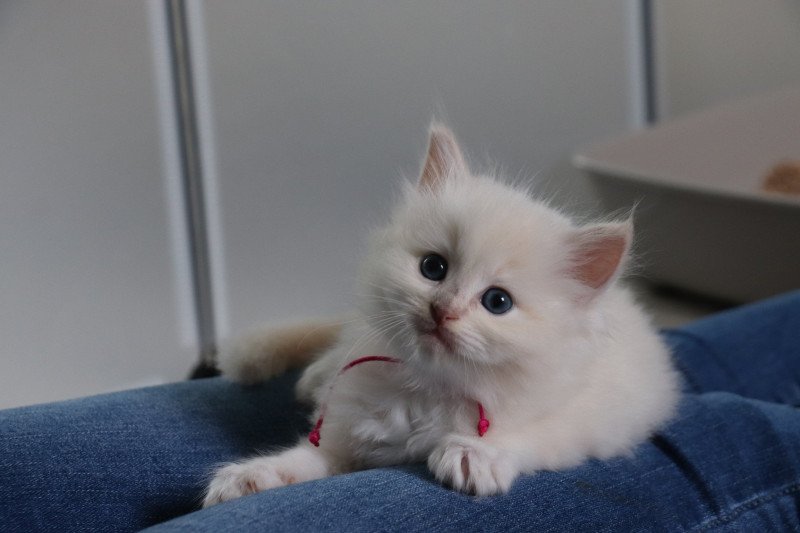 U'Poehina de Clénatal Femelle Ragdoll