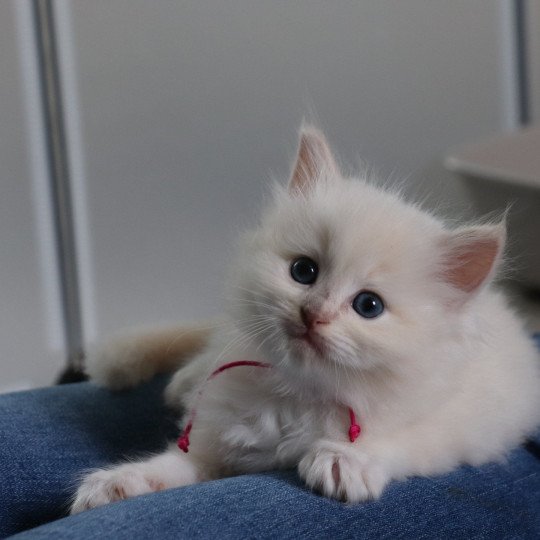 U'Poehina de Clénatal Femelle Ragdoll