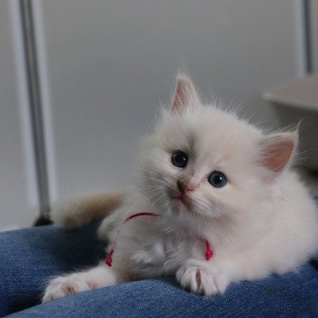 chaton Ragdoll U'Poehina La Chatterie de Clénatal