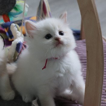 chaton Ragdoll U'Poehina La Chatterie de Clénatal