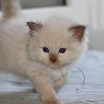 chaton Ragdoll La Chatterie de Clénatal