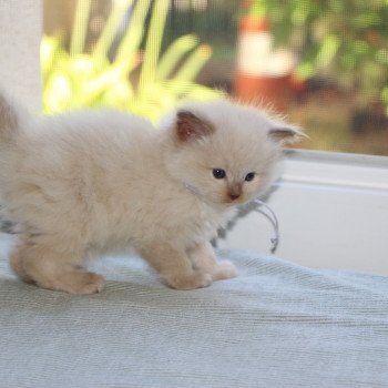 chaton Ragdoll La Chatterie de Clénatal