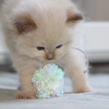 chaton Ragdoll La Chatterie de Clénatal