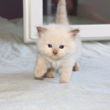 chaton Ragdoll La Chatterie de Clénatal