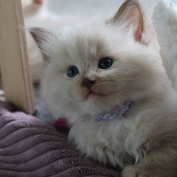 chaton Ragdoll UP La Chatterie de Clénatal