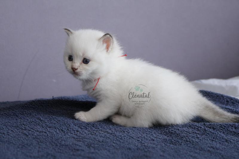BROOKIE de Clénatal Mâle Ragdoll