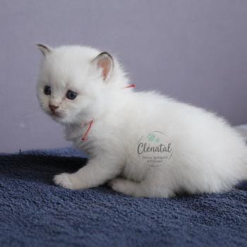 chaton Ragdoll La Chatterie de Clénatal