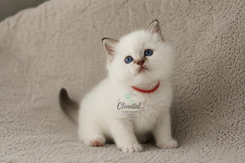 BROOKIE de Clénatal Mâle Ragdoll