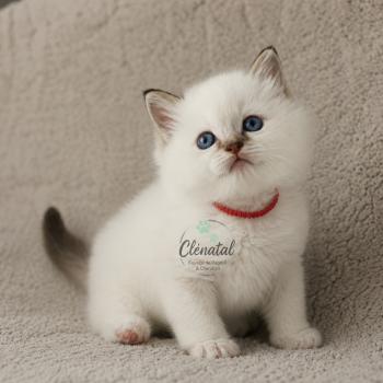 chaton Ragdoll chocolate tabby point mitted BROOKIE La Chatterie de Clénatal