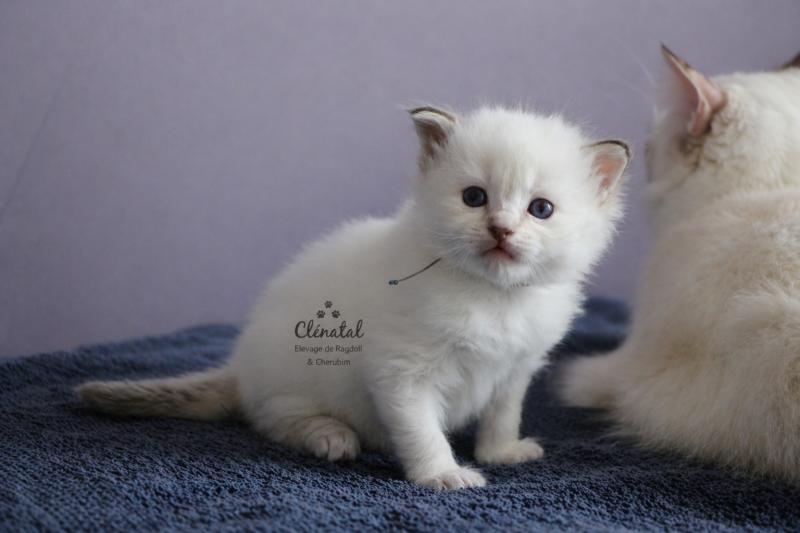 BOHÈME de Clénatal Mâle Ragdoll