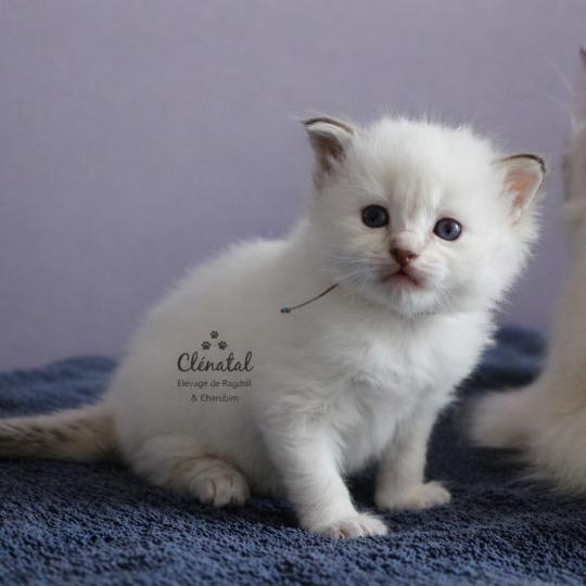 BOHÈME de Clénatal Mâle Ragdoll