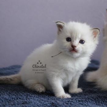 chaton Ragdoll La Chatterie de Clénatal