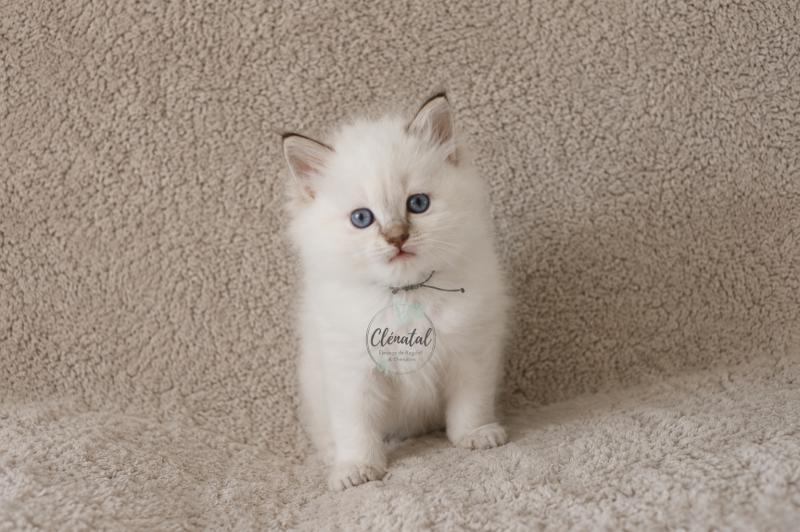 BOHÈME de Clénatal Mâle Ragdoll