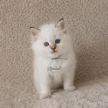 chaton Ragdoll chocolate tabby point BOHÈME La Chatterie de Clénatal