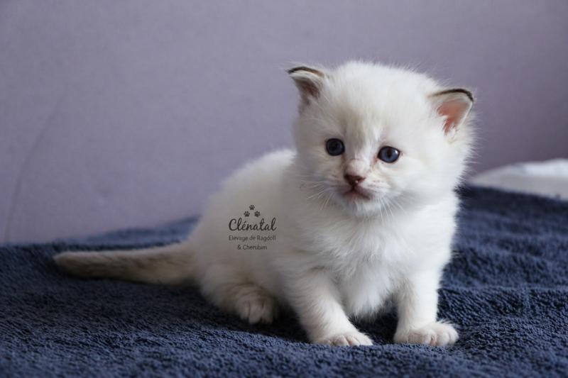 BLOOMING de Clénatal Femelle Ragdoll