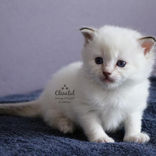 BLOOMING de Clénatal Femelle Ragdoll