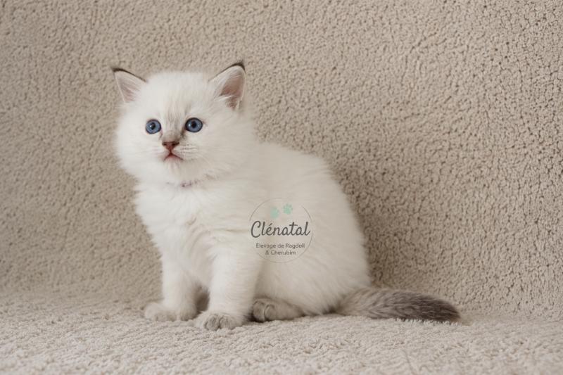 BLOOMING de Clénatal Femelle Ragdoll