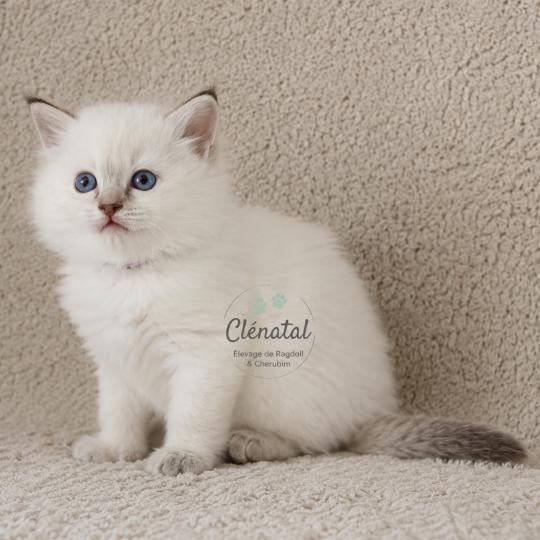 BLOOMING de Clénatal Femelle Ragdoll
