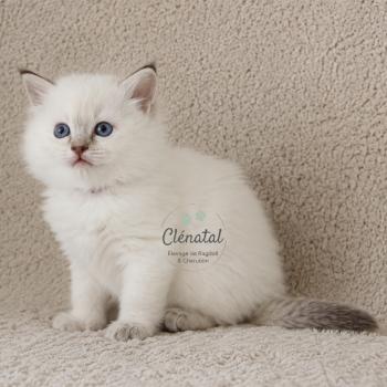 chaton Ragdoll chocolate tabby point BLOOMING La Chatterie de Clénatal