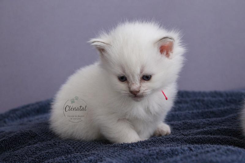 BUBBLE UP de Clénatal Femelle Ragdoll