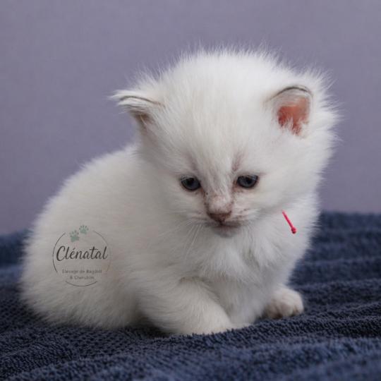 BUBBLE UP de Clénatal Femelle Ragdoll