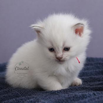 chaton Ragdoll La Chatterie de Clénatal