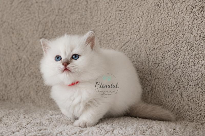 BUBBLE UP de Clénatal Femelle Ragdoll