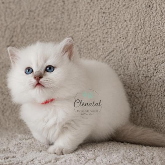 BUBBLE UP de Clénatal Femelle Ragdoll