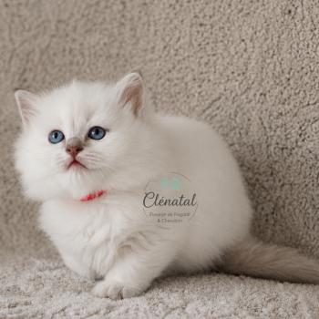 chaton Ragdoll lilac tabby point BUBBLE UP La Chatterie de Clénatal