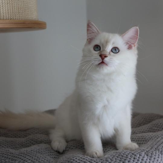 BUBBLE UP de Clénatal Femelle Ragdoll
