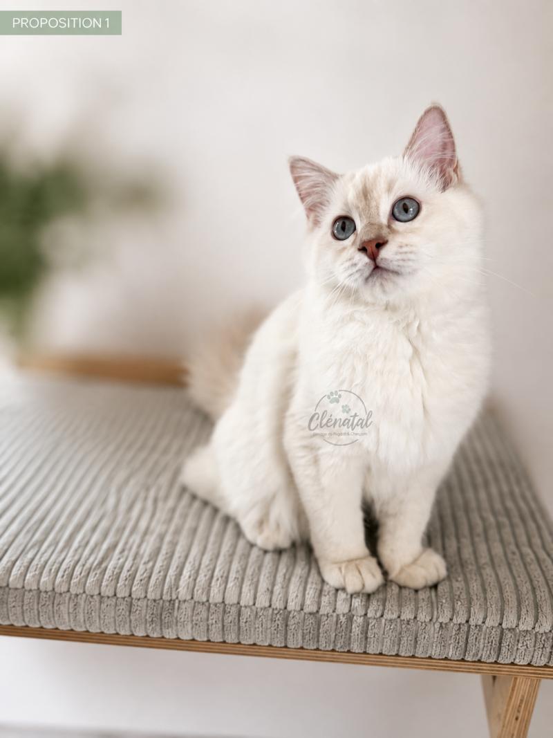 BUBBLE UP de Clénatal Femelle Ragdoll
