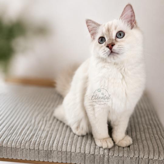BUBBLE UP de Clénatal Femelle Ragdoll