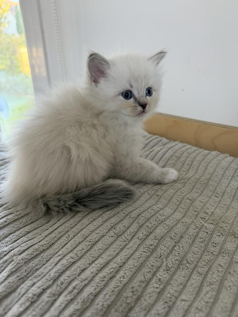BELLA de Clénatal Femelle Ragdoll