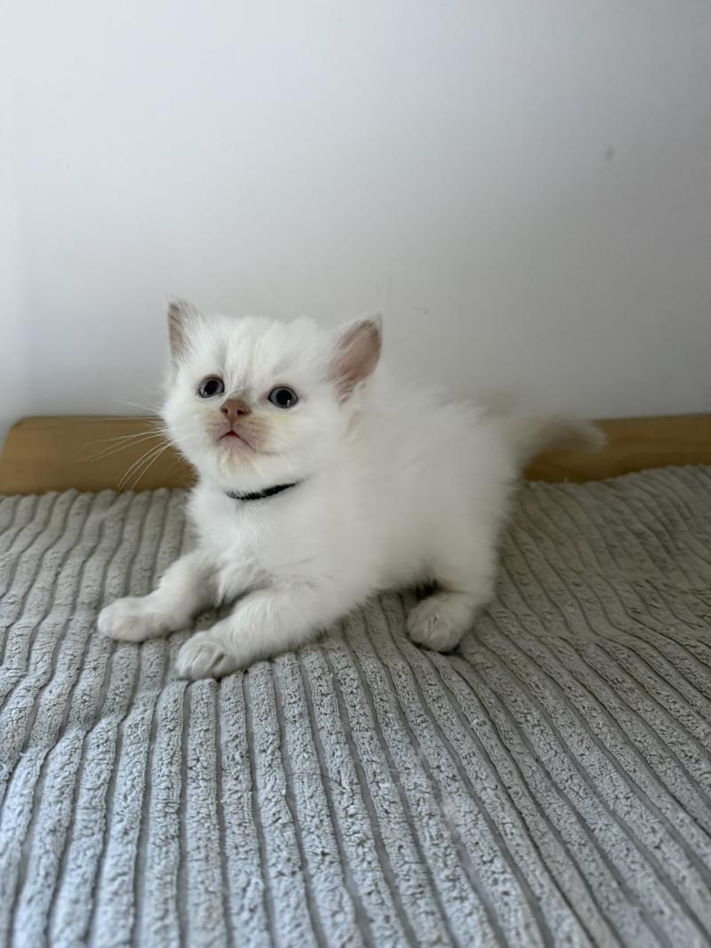 BERGAMOTE de Clénatal Femelle Ragdoll