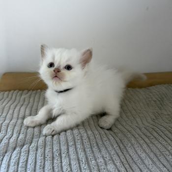 chaton Cherubim BERGAMOTE La Chatterie de Clénatal