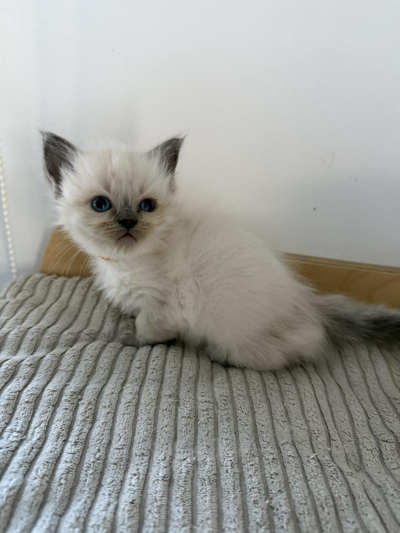 BLUEBELLE de Clénatal Femelle Ragdoll
