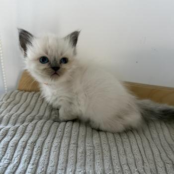 chaton Cherubim BLUEBELLE La Chatterie de Clénatal