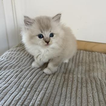 chaton Cherubim BLUEBERRY La Chatterie de Clénatal