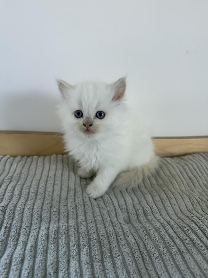 BONBON de Clénatal Femelle Ragdoll