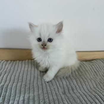 chaton Cherubim BONBON La Chatterie de Clénatal