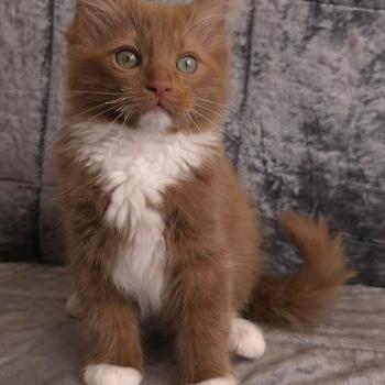 chat Cherubim cinnamon mitted NOX La Chatterie de Clénatal