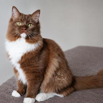 chat Cherubim cinnamon mitted NOX La Chatterie de Clénatal
