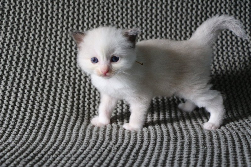 ABBY de Clénatal Femelle Ragdoll
