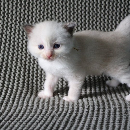 ABBY de Clénatal Femelle Ragdoll