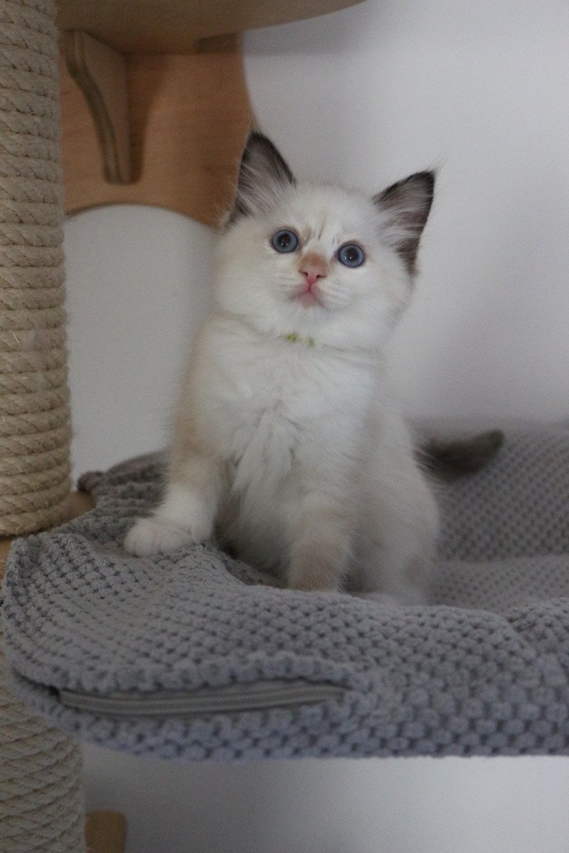 ABBY de Clénatal Femelle Ragdoll ABBY de Clénatal Femelle Ragdoll