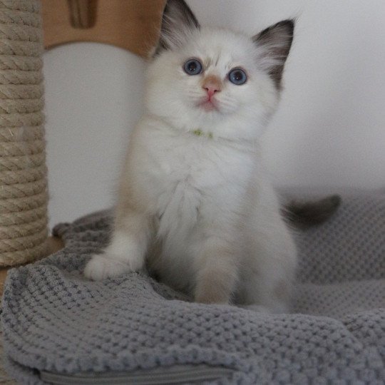ABBY de Clénatal Femelle Ragdoll