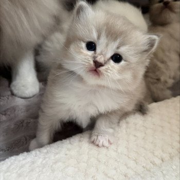 chaton Ragdoll blue mink ACE COLLIER JAUNE La Chatterie de Clénatal