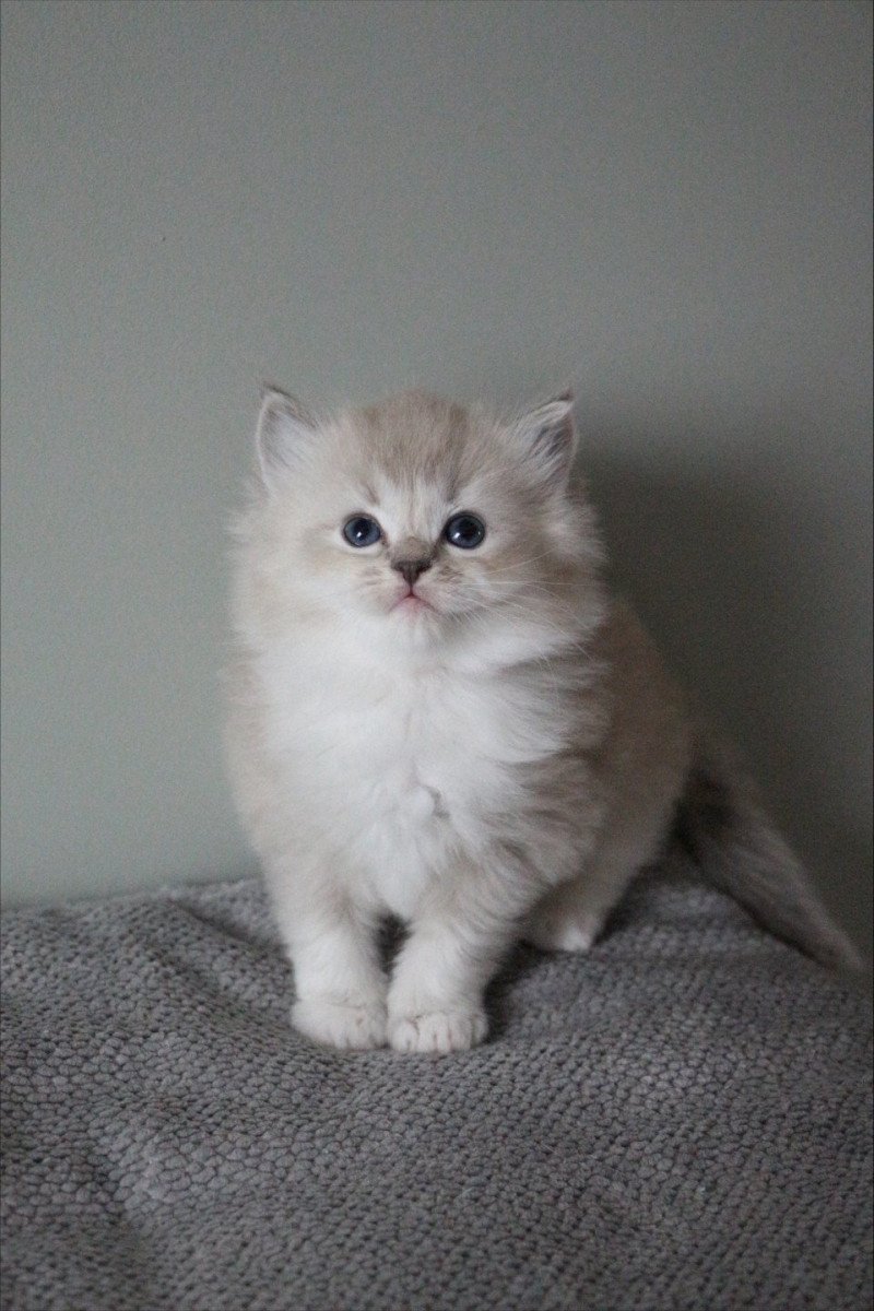 ACE COLLIER JAUNE de Clénatal Femelle Ragdoll